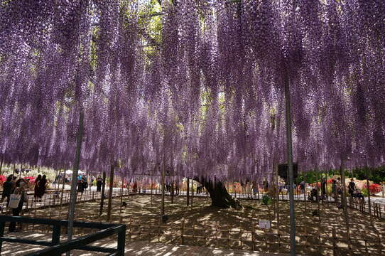 Plancia ëd Wisteria floribunda (Willd.) DC.