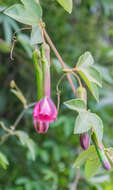 Imagem de Passiflora tripartita (A. Juss.) Poiret