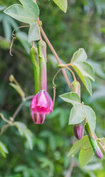 Imagem de Passiflora tripartita (A. Juss.) Poiret