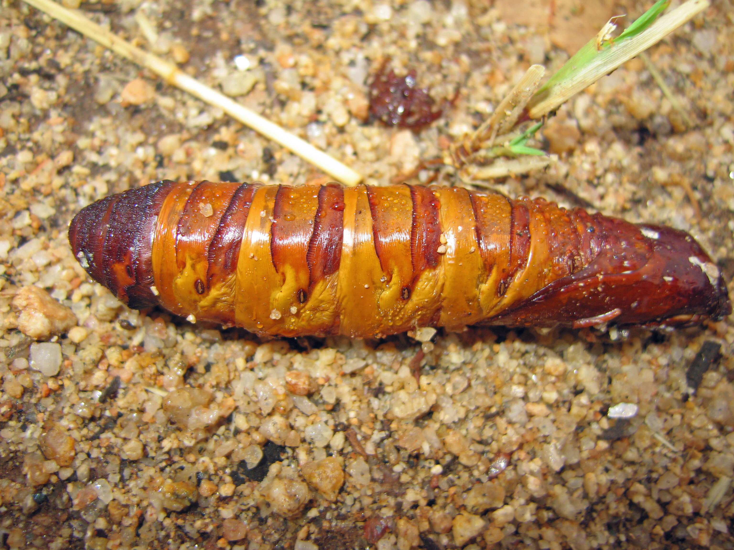 Endoxyla leucomochla resmi