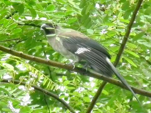 Image of Grey Treepie