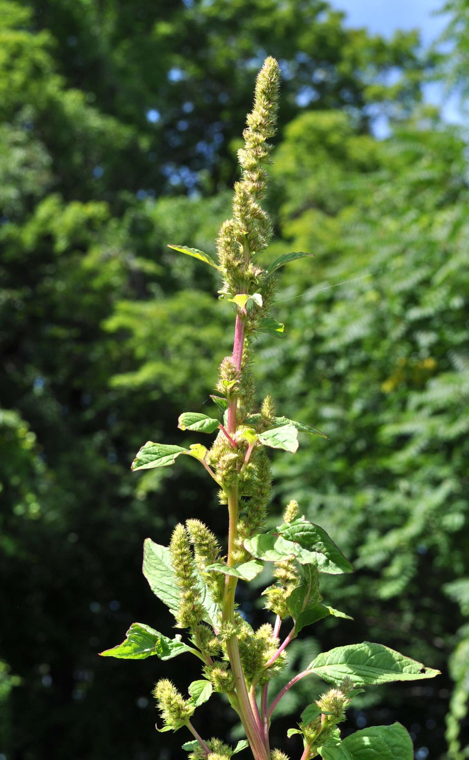 صورة Amaranthus powellii S. Wats.