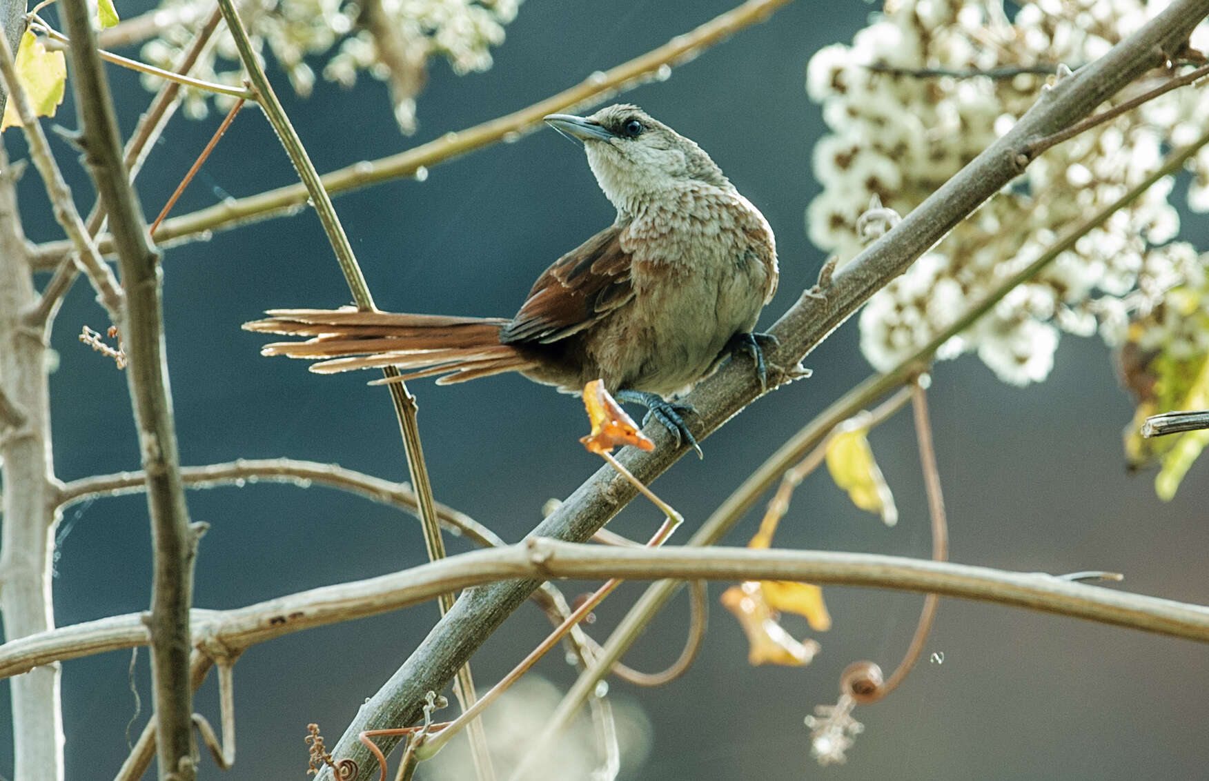 Image of Chestnut-backed Thornbird