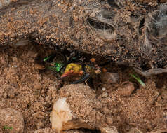 Image of Rainbow Scarab