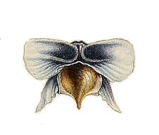 Image of three-tooth cavoline