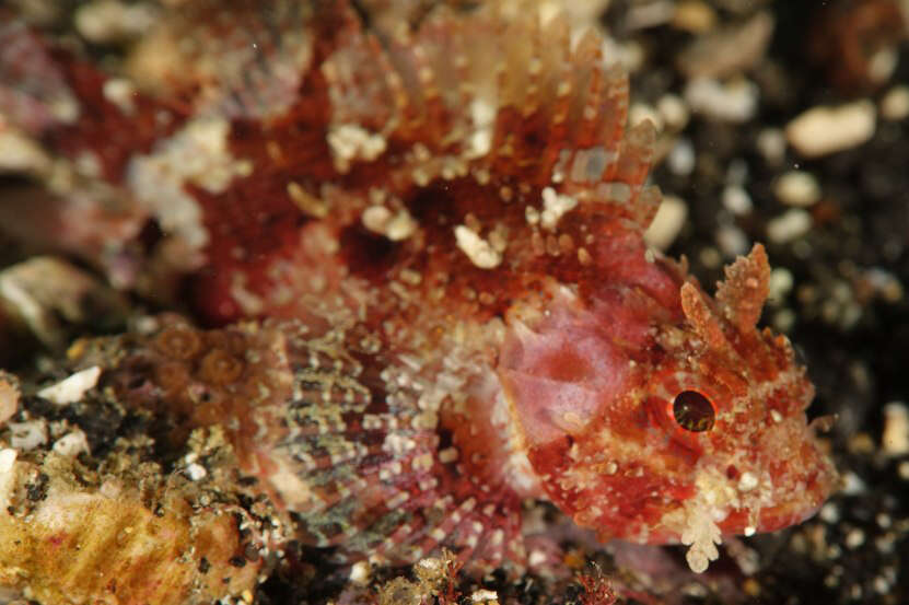 Image of Mozambique scorpionfish