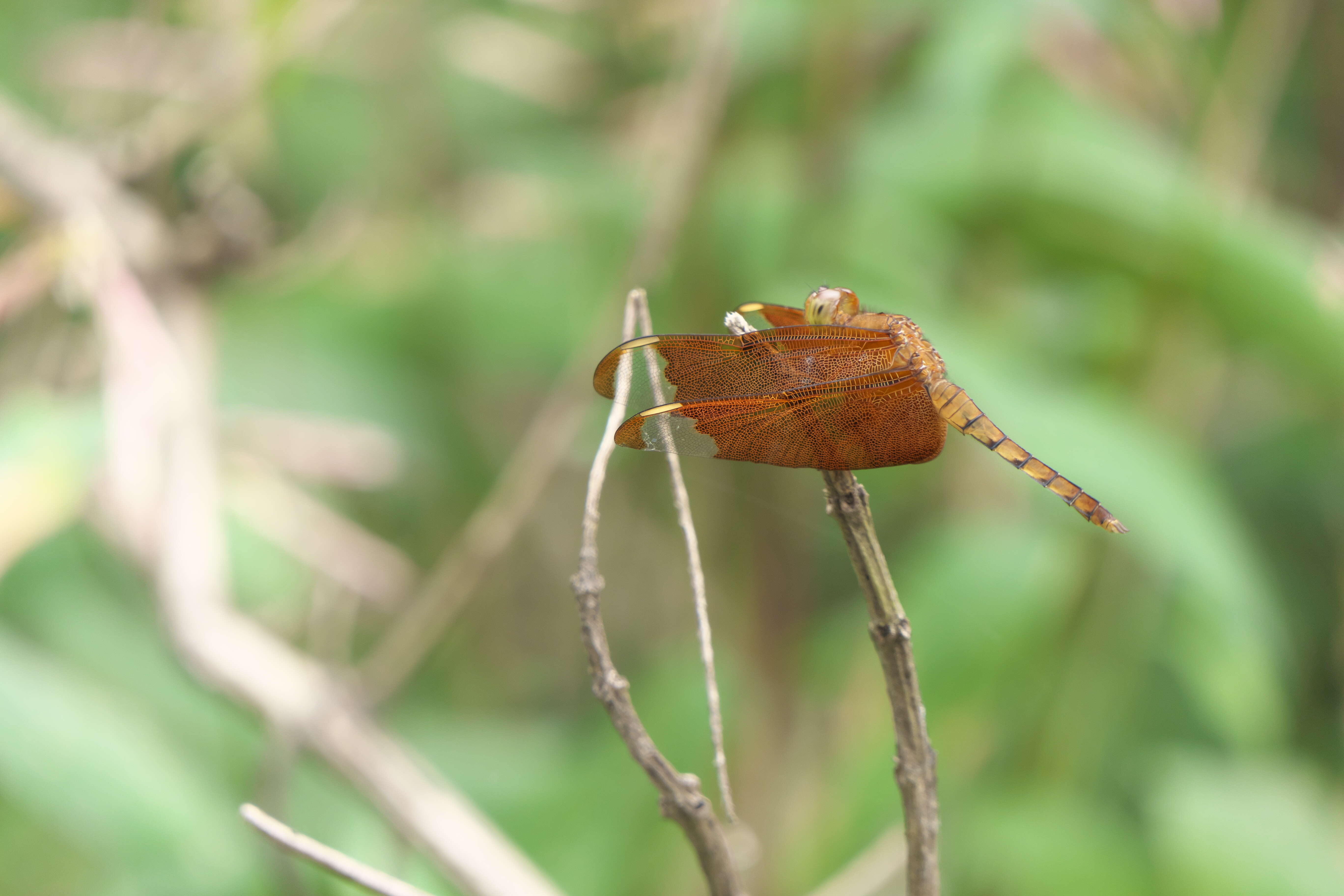 Image of Black Stream Glider