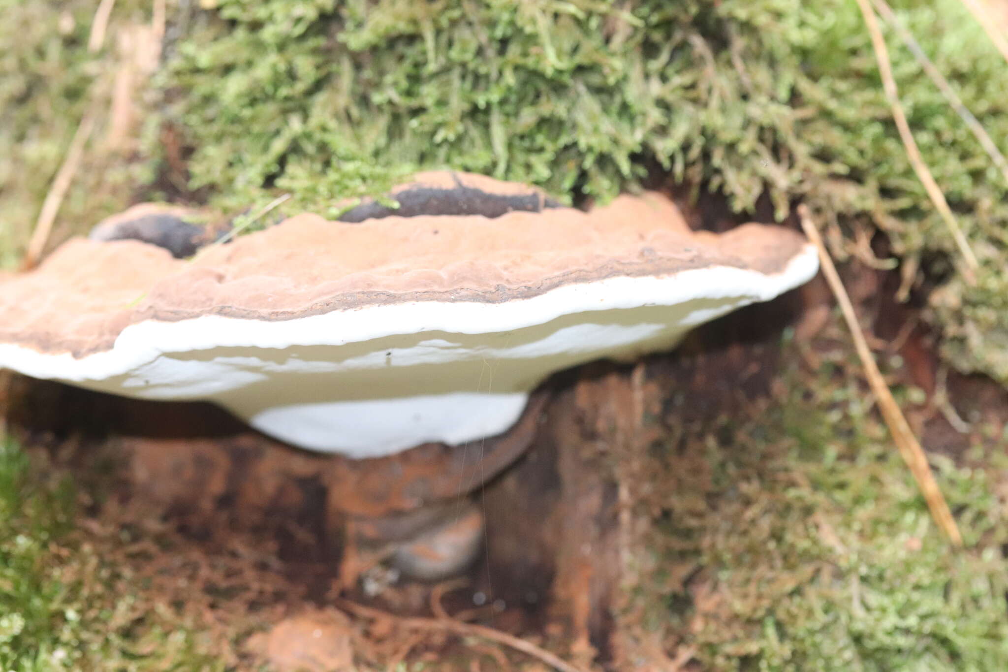 Image of Ganoderma applanatum