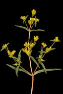 Image of coastal plain yellowtops