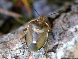 Image of <i>Chlorochroa pinicola</i>