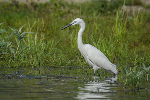 Image of Little Egret