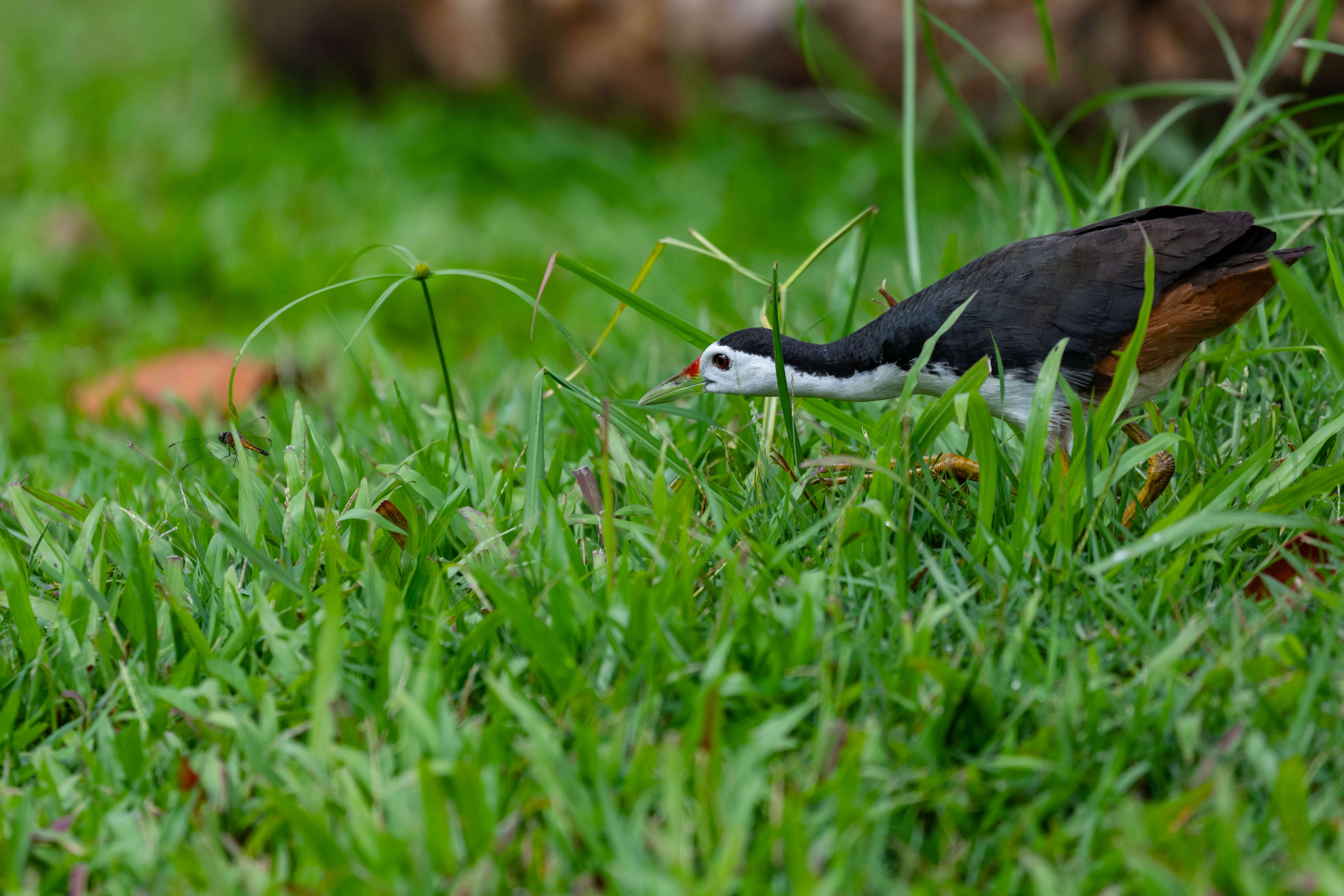 Image of White-breasted Waterhen