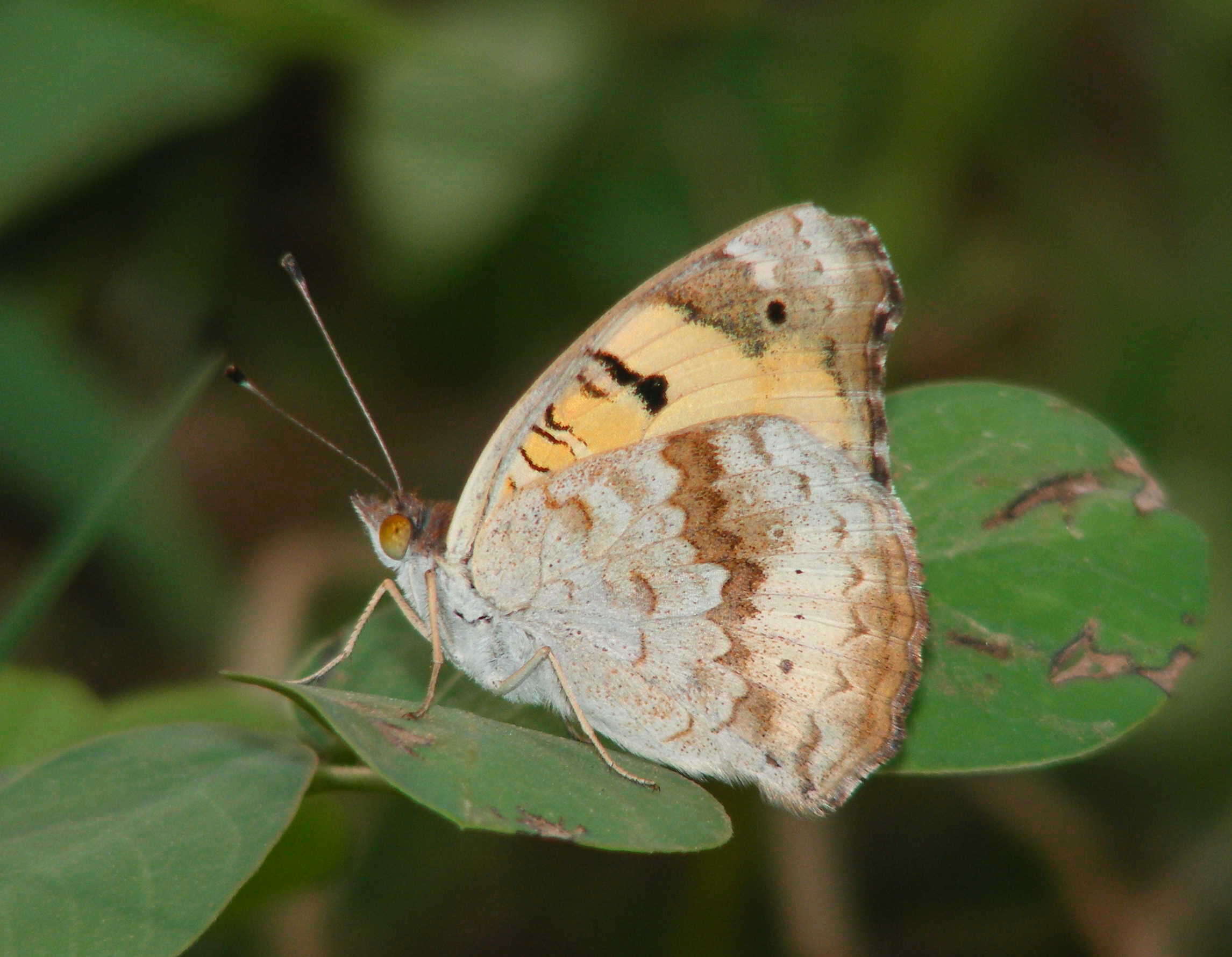 Imagem de Junonia hierta Fabricius 1798