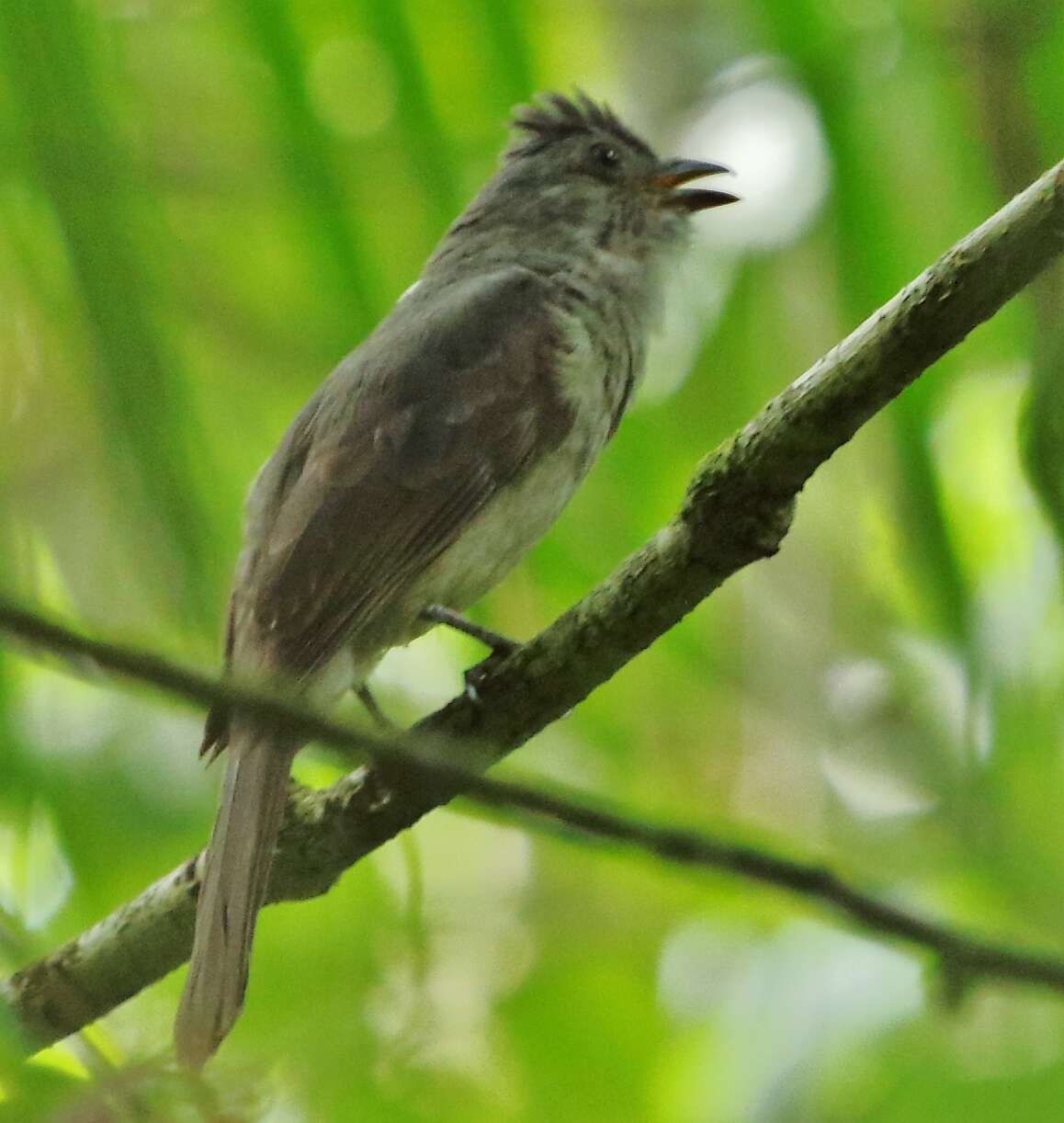 Image of Screaming Piha