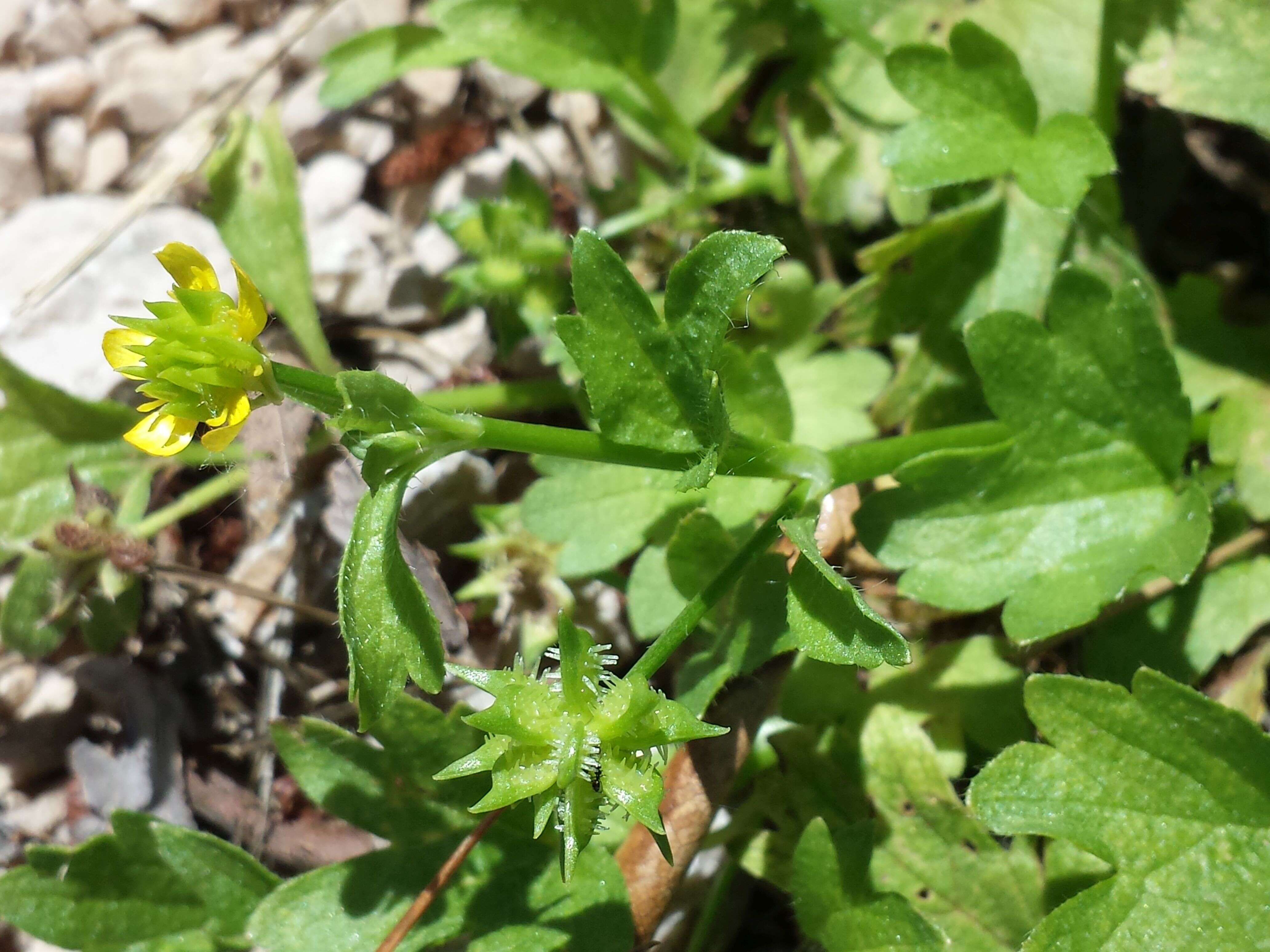 Image de Ranunculus muricatus L.