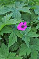 Image of Armenian crane's-bill