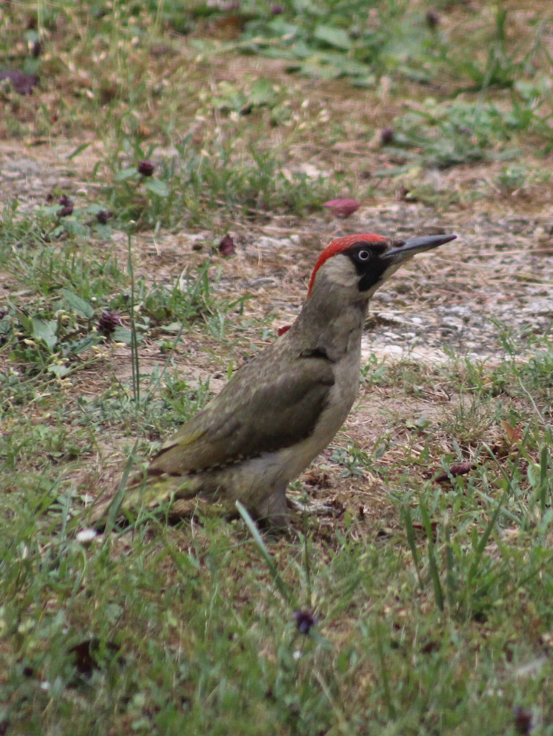 Image of Eurasian Green Woodpecker