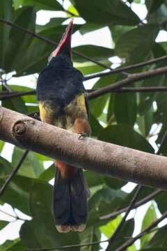 Image of Tawny-tufted Toucanet