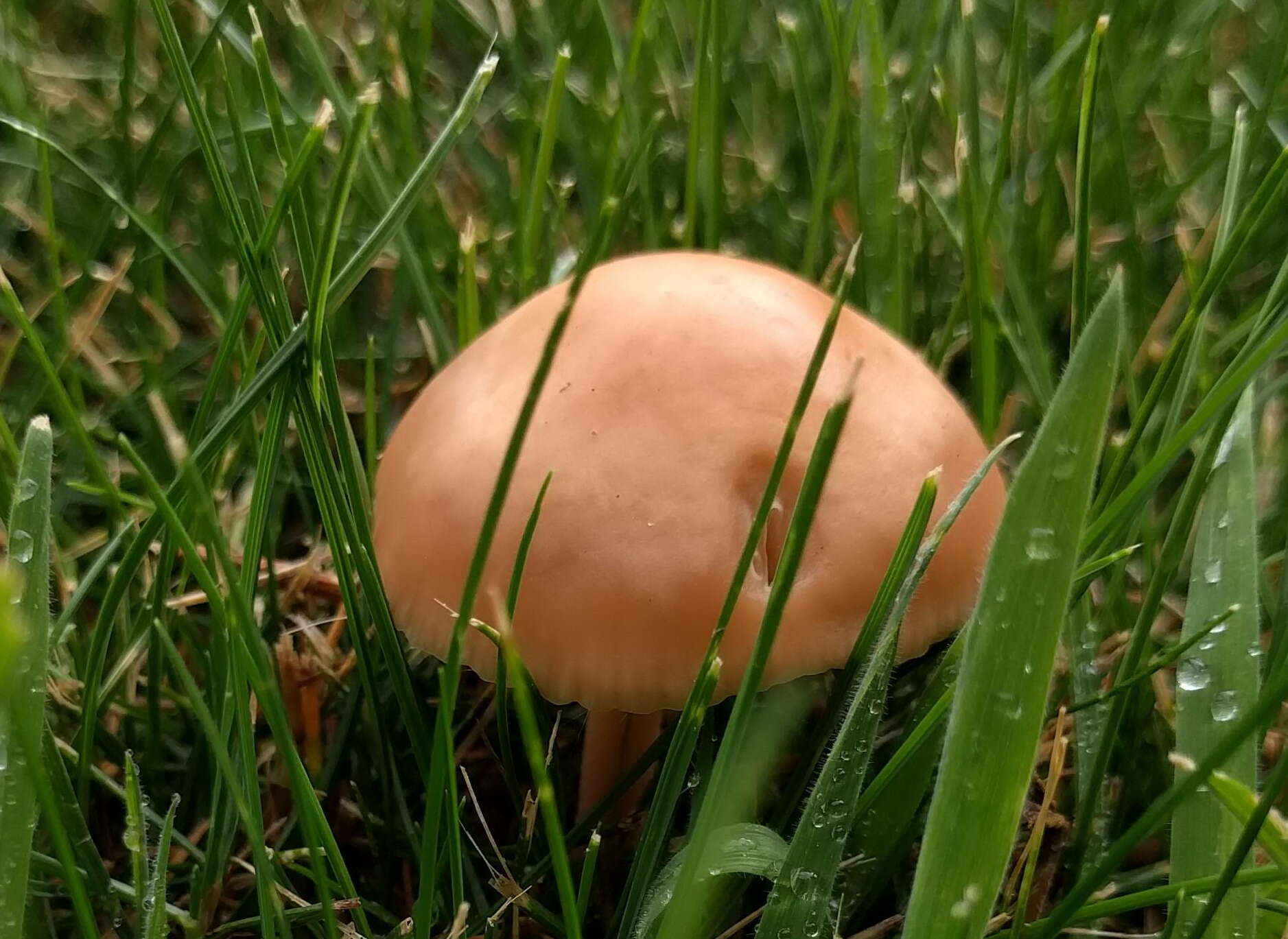 Image of Marasmius oreades (Bolton) Fr. 1836