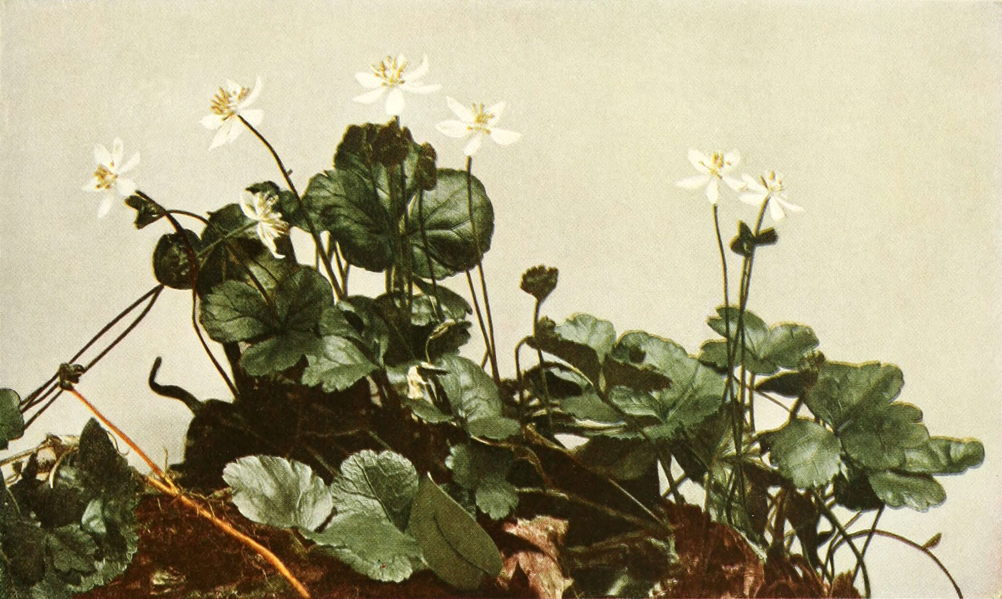 Image de Coptis trifolia (L.) Salisb.