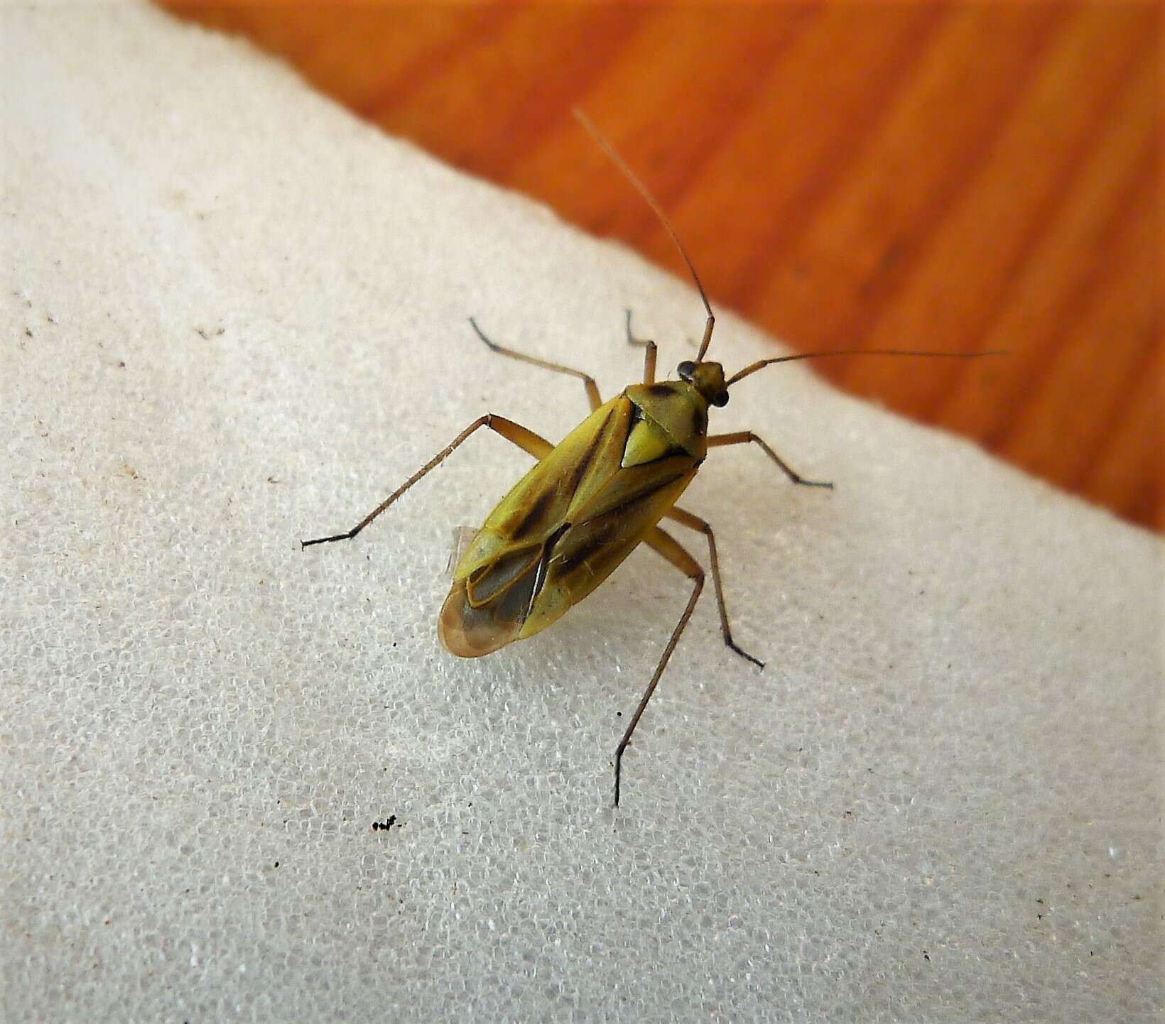 Image of Two-spotted Grass Bug