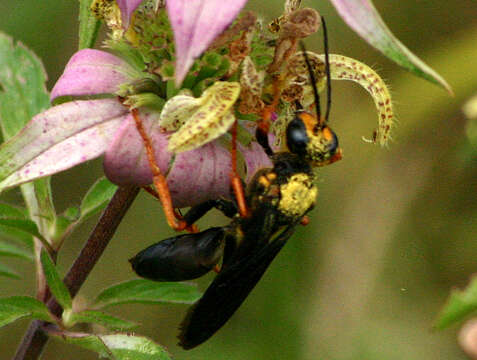 Image of Sphex flavovestitus F. Smith 1856