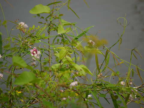 Image of Rosy Milkweed Vine