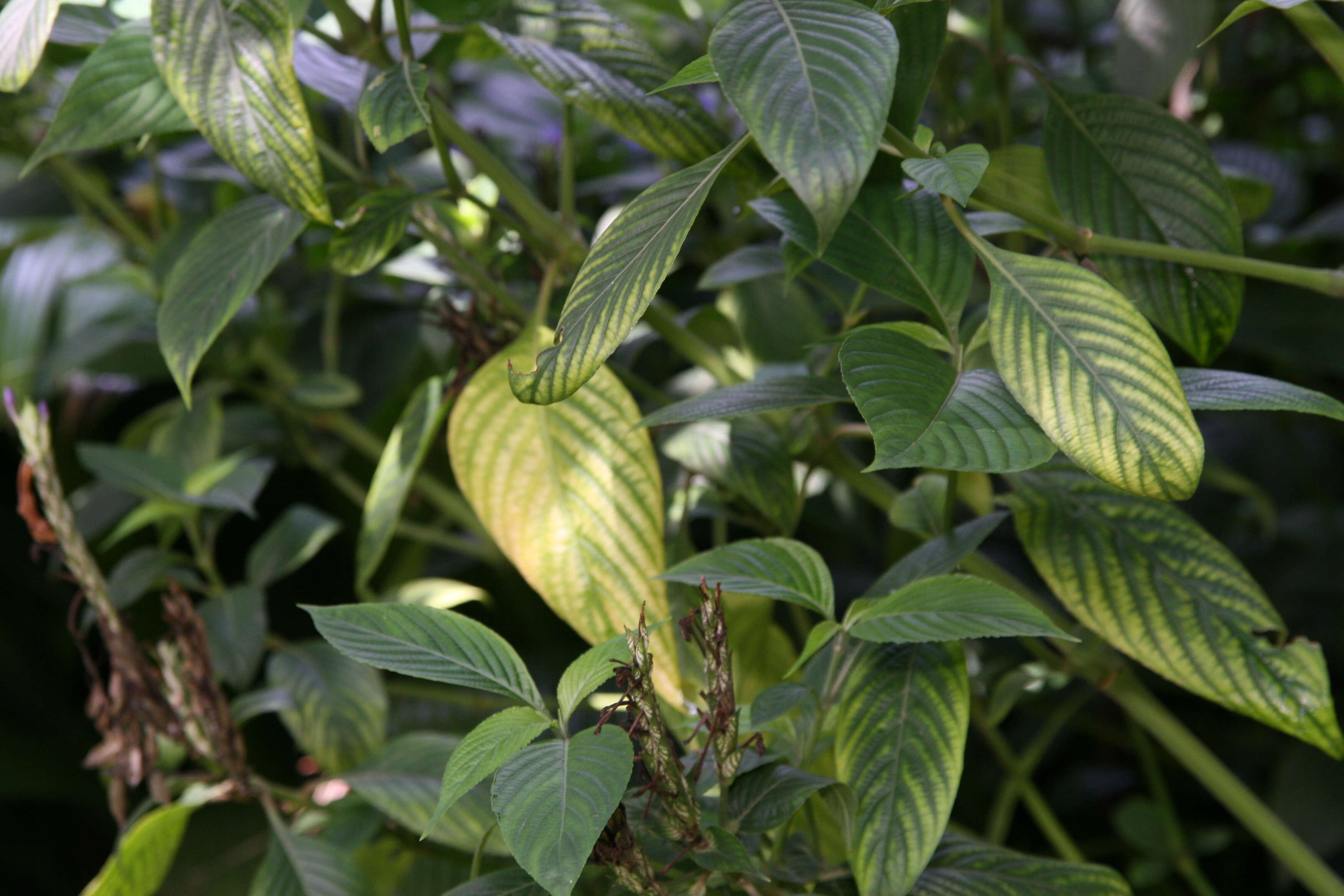 Image de Eranthemum pulchellum Andr.