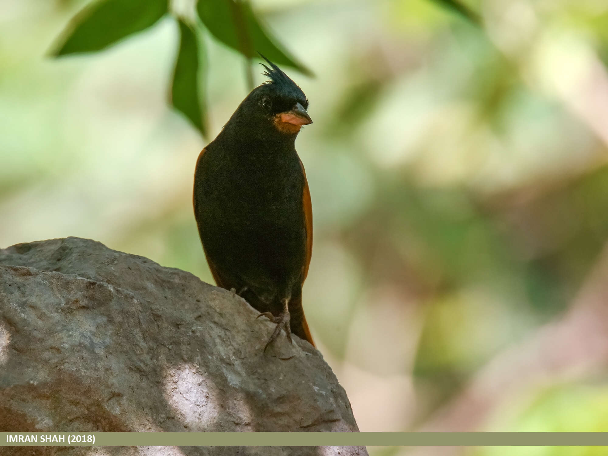 Plancia ëd Emberiza lathami Gray & JE 1831