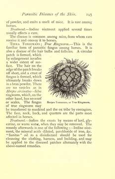 Image of Herpesvirales