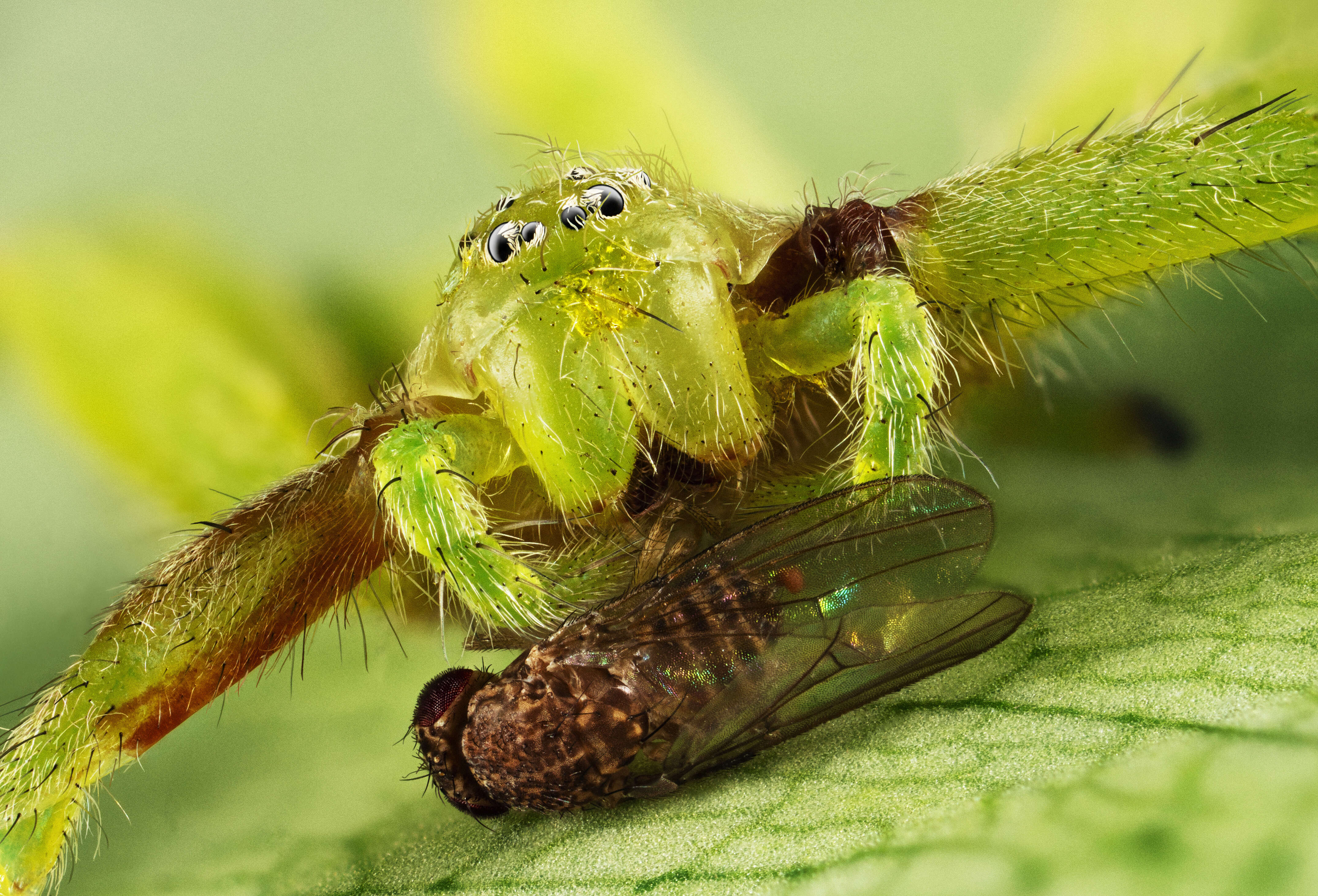 Image of Micrommata virescens (Clerck 1757)