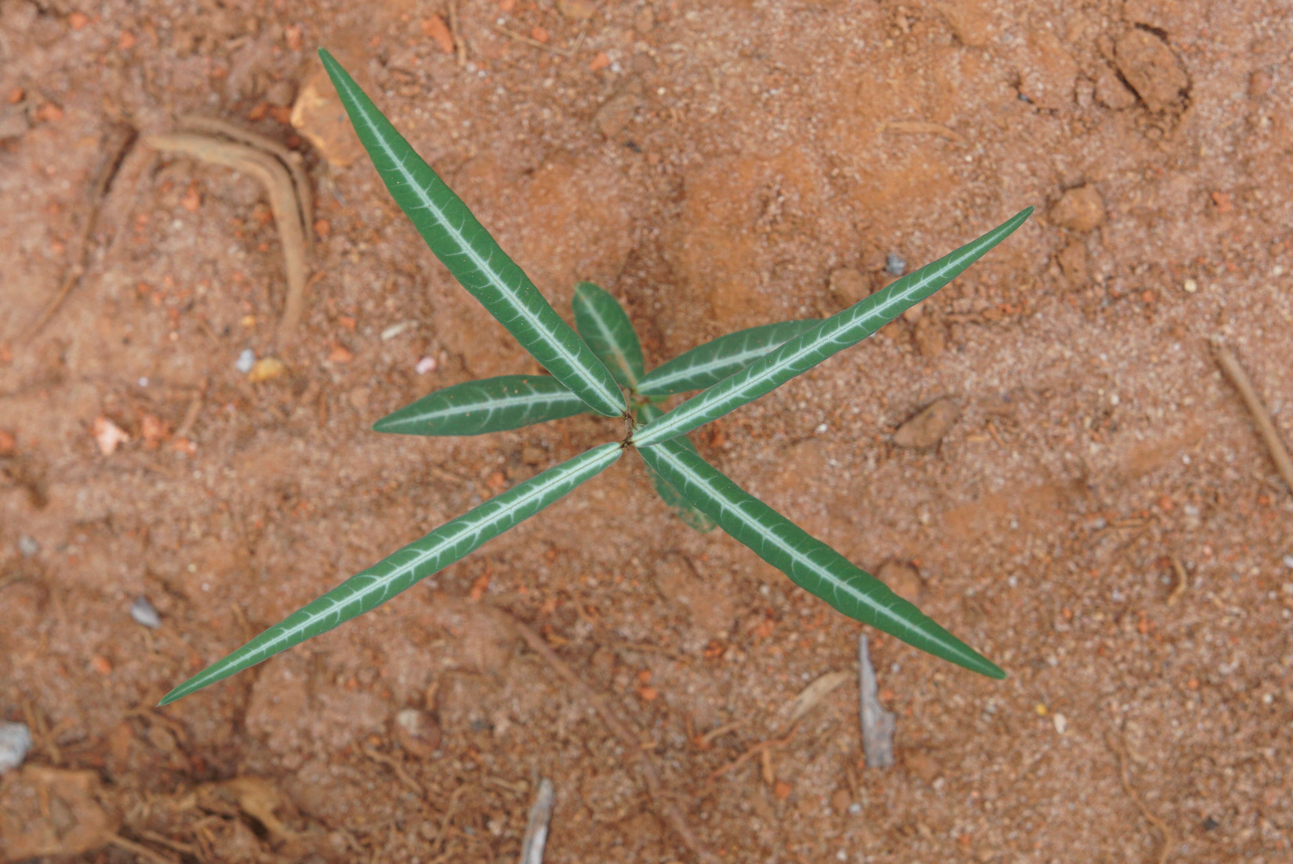 Image of Hemidesmus indicus (L.) R. Br.