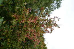 Image of Japanese Rowan