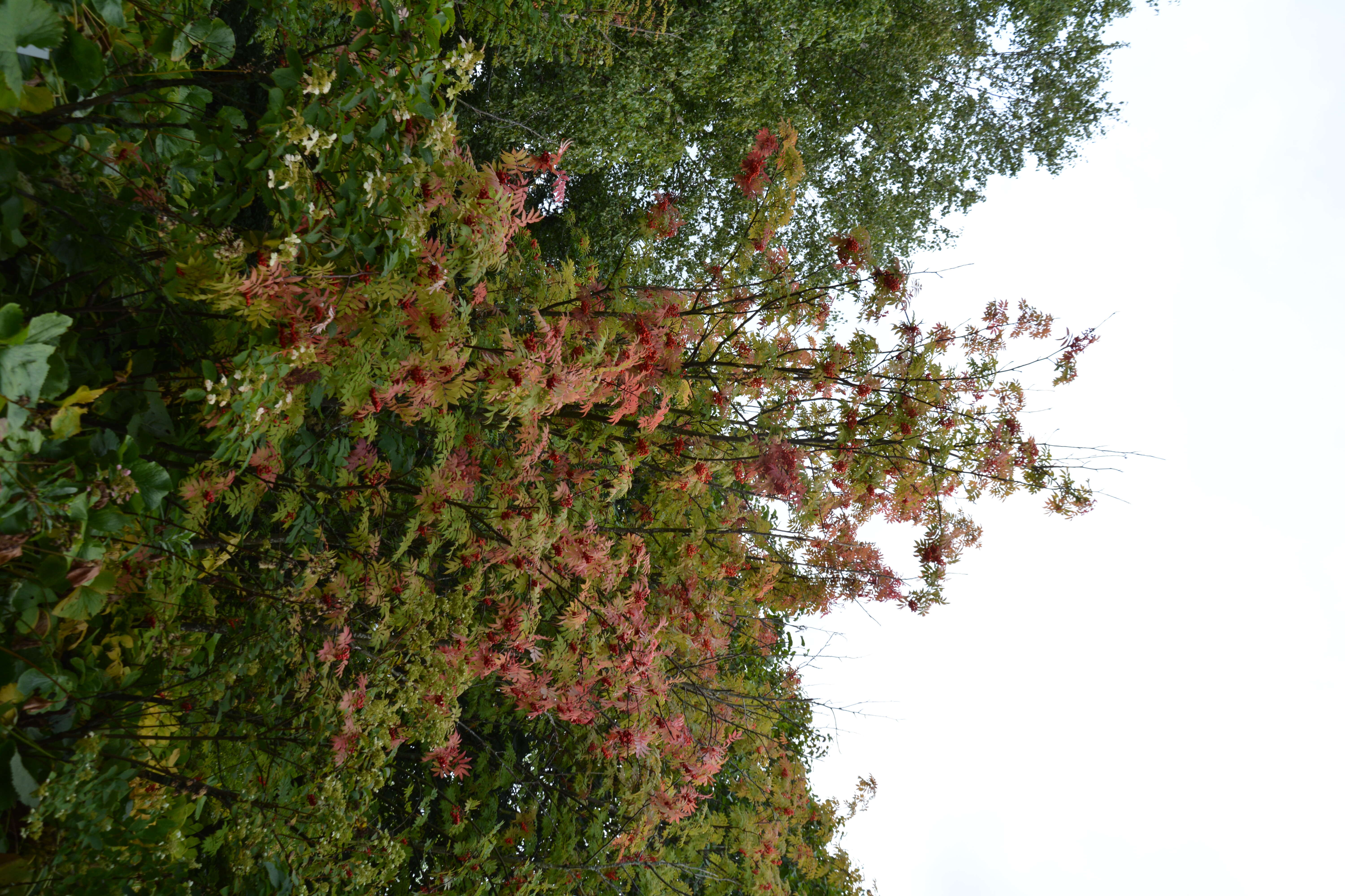 Image of Japanese Rowan