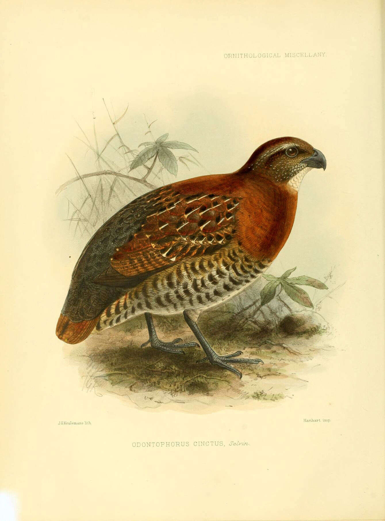 Image of Rhynchortyx Ogilvie-Grant 1893