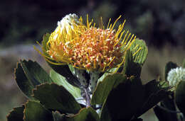 Image of Leucospermum innovans Rourke