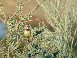 Image of Black-chested Prinia