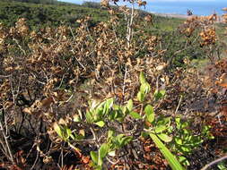 Image of ridgetop naupaka