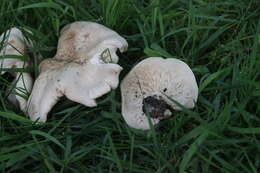 Image of Calocybe