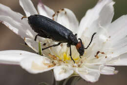 Image of Red-eared Blister Beetle