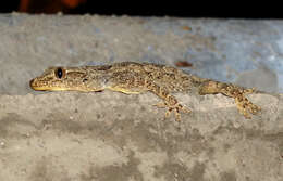Image of Yellow-bellied house gecko