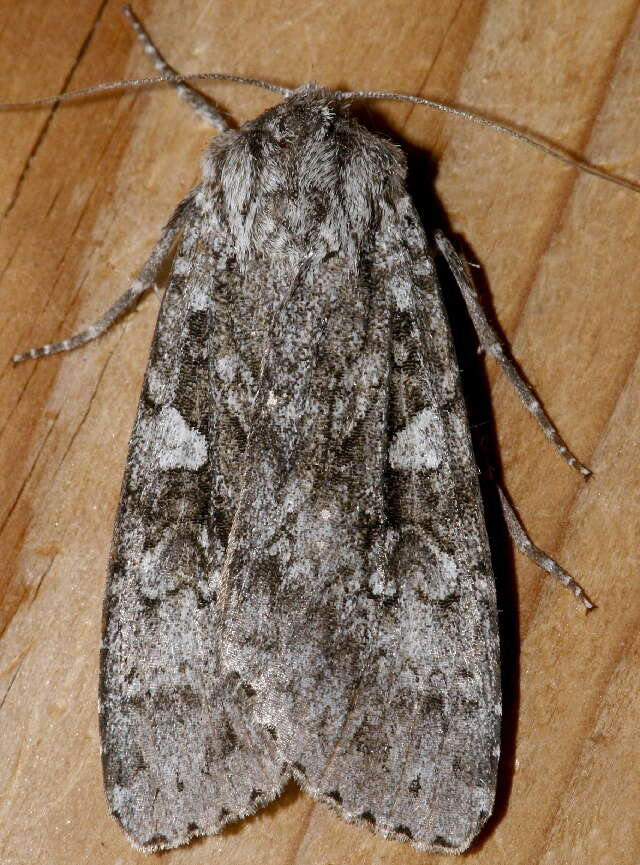 Image of Great Gray Dart; Great Brocade