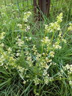 Image of White bedstraw