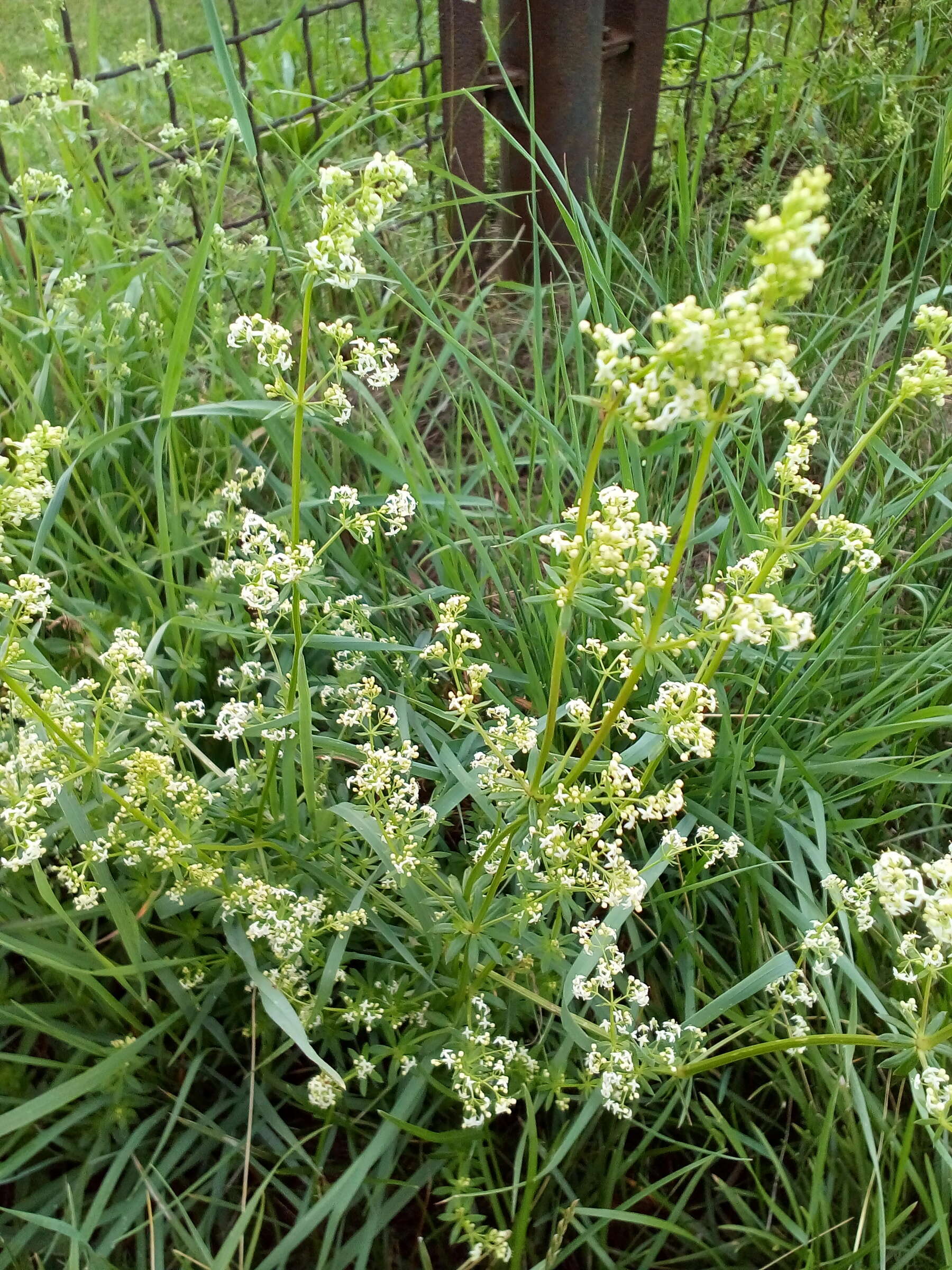 Plancia ëd Galium mollugo L.