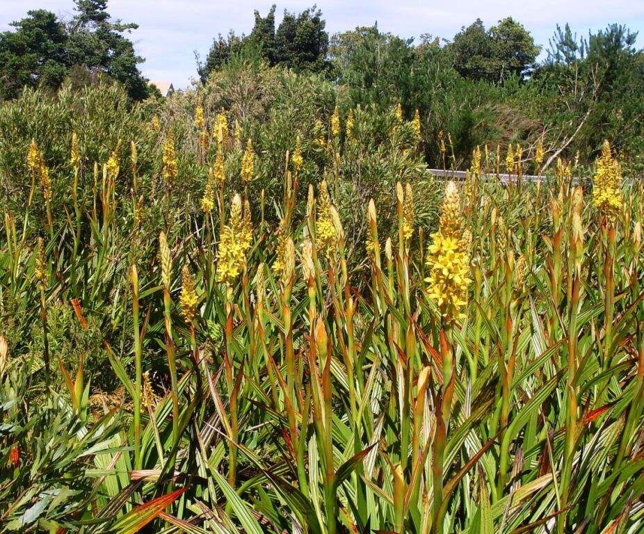 Image of Wachendorfia thyrsiflora Burm.