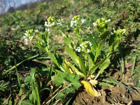 Image of field pennycress