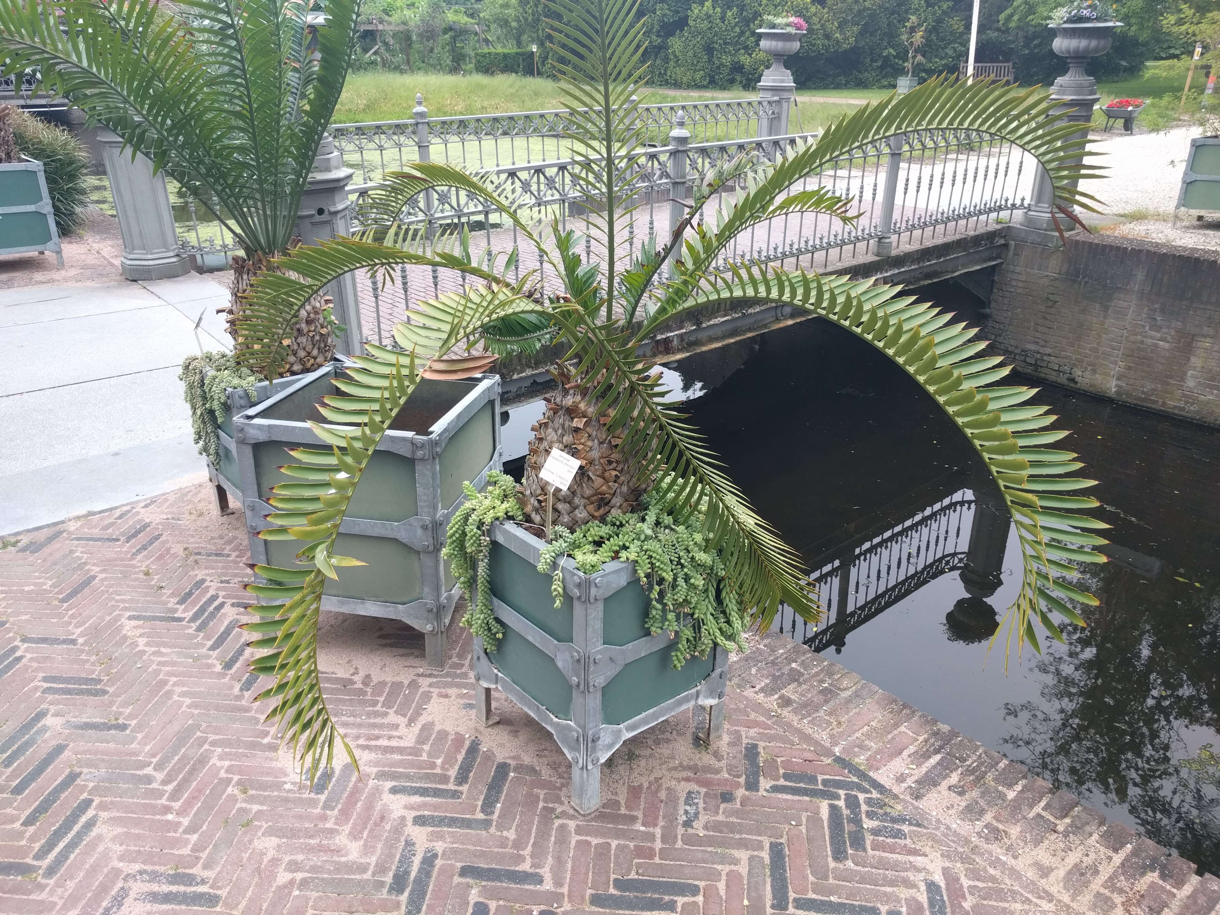 Image of Bushman's River Cycad