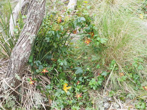 Passiflora cinnabarina Lindl.的圖片