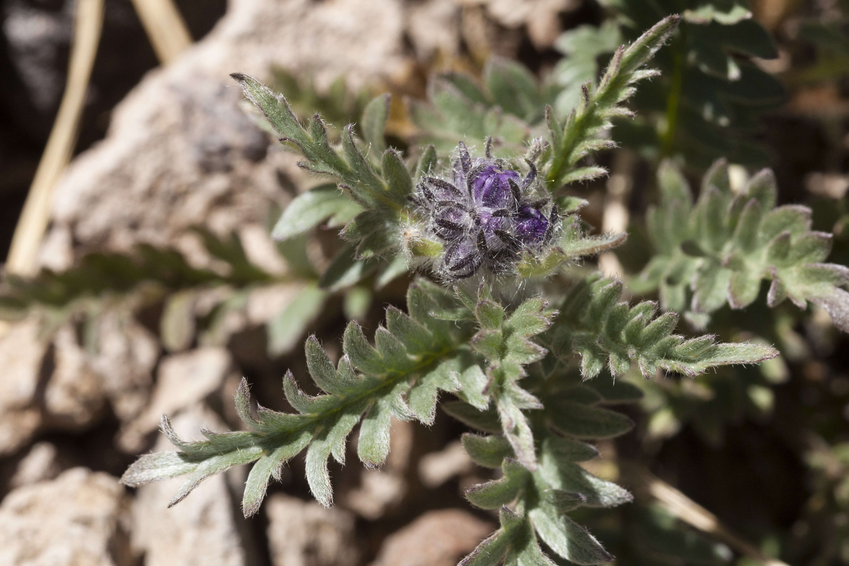 Image of silky phacelia