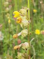 Image of Yellow rattle